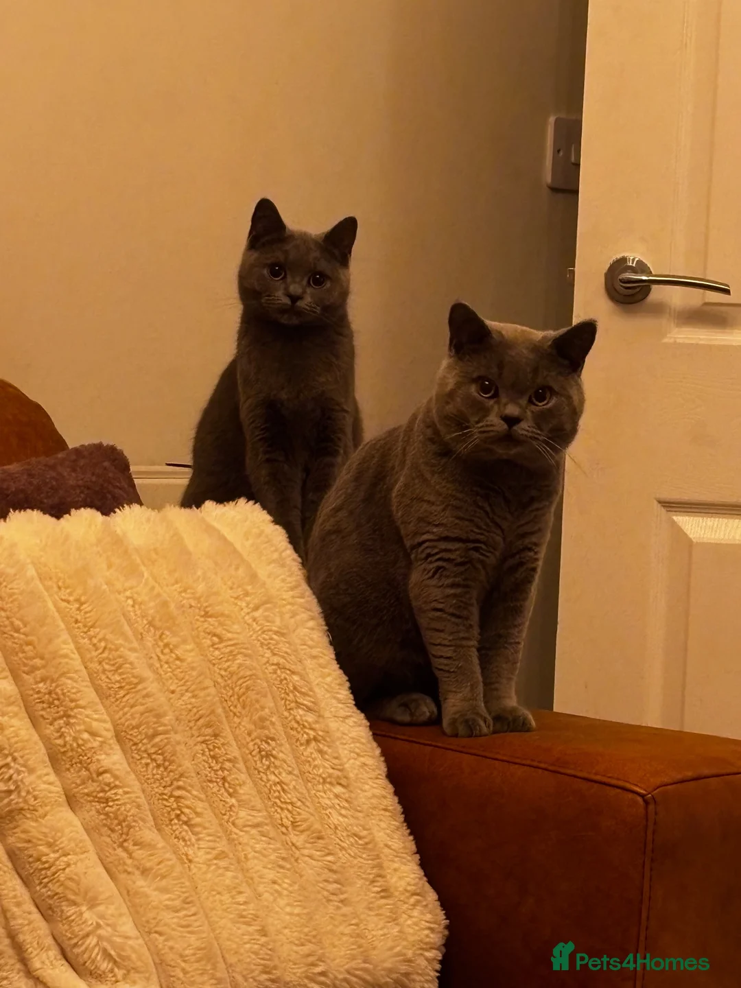 British Shorthair cats for sale: Last kitten ready now ❤️ - Advert 7