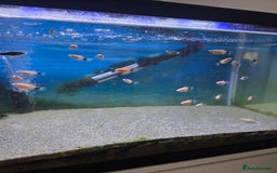 Live Bearers fish for sale: Tank and fish - Image 3