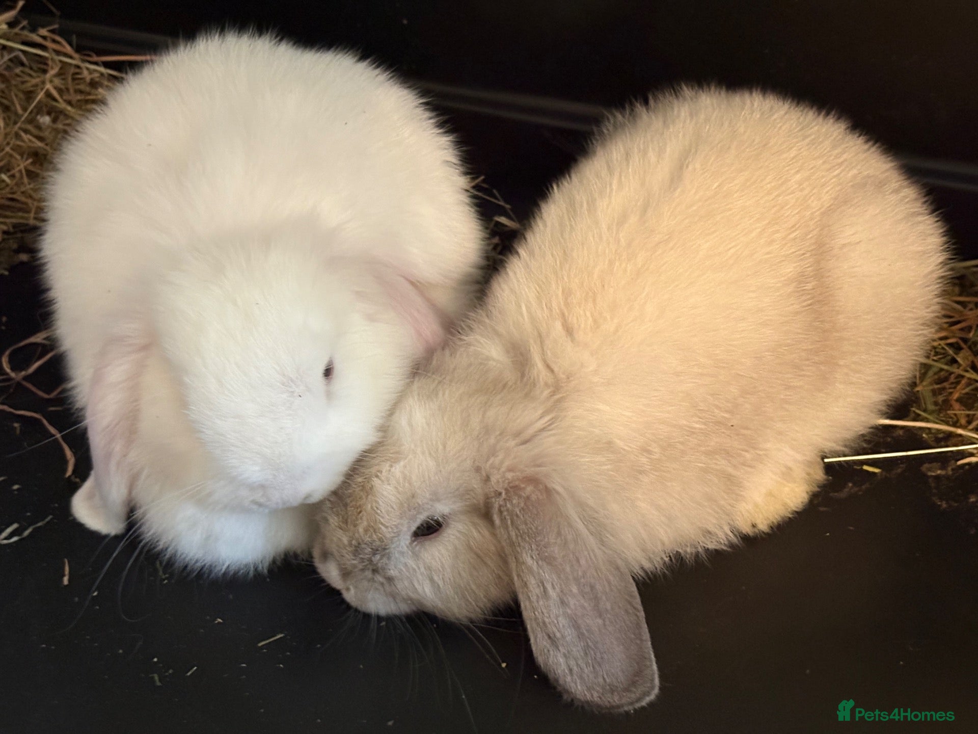 Mini Lop rabbits Mini lops-raised indoors-vaccinated  - Advert 2