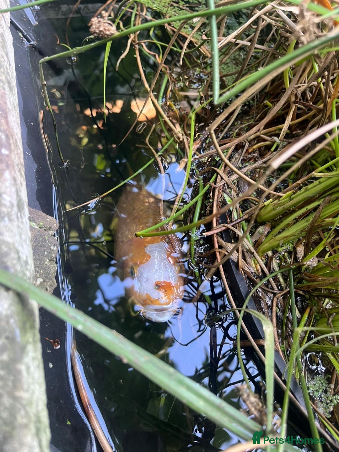 Koi Carp fish for sale: 3 Koi fish for sale - Image 16