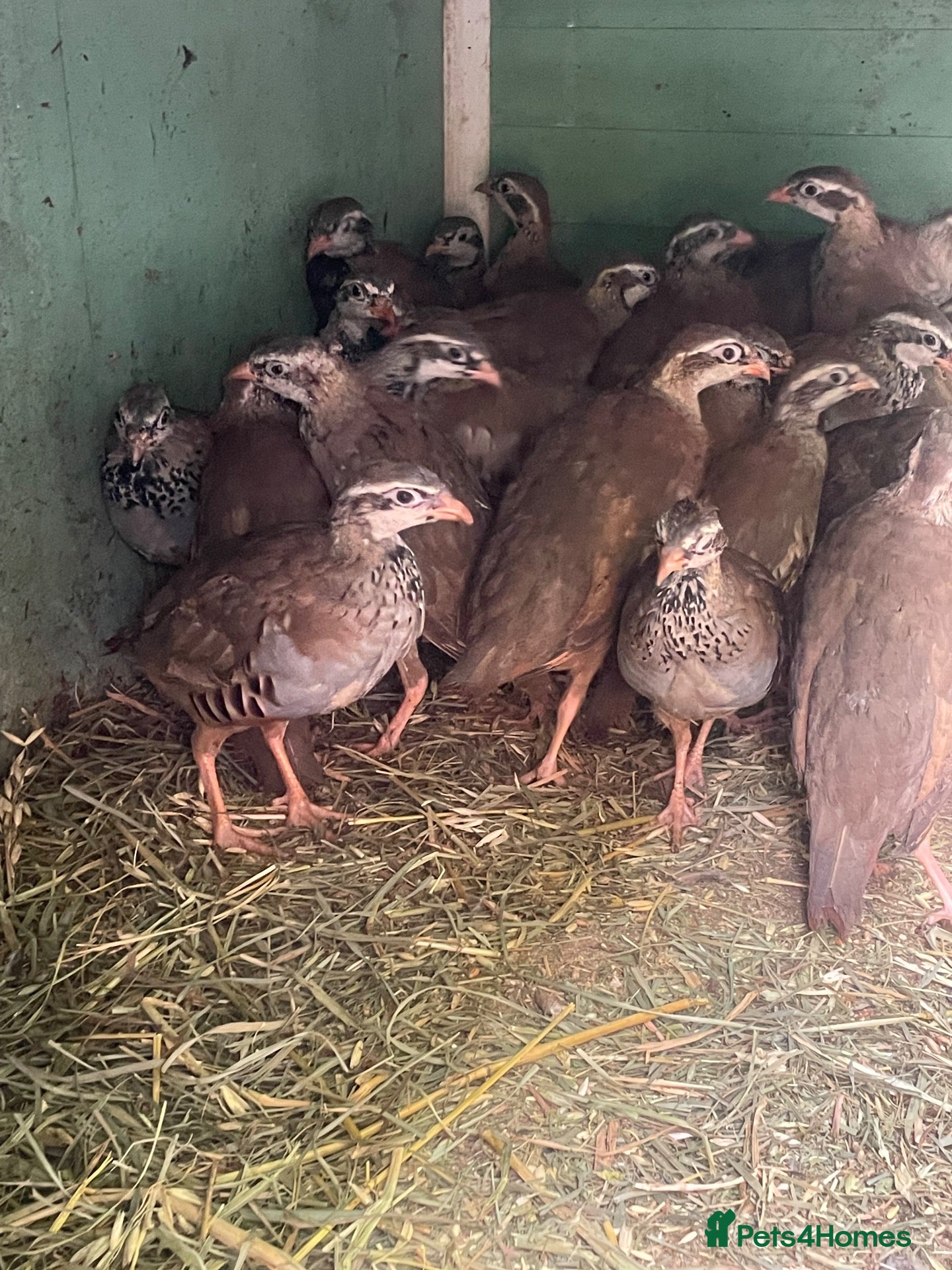 Patridge poultry Selling Redleg & silver partridges.4 months old  - Advert 8