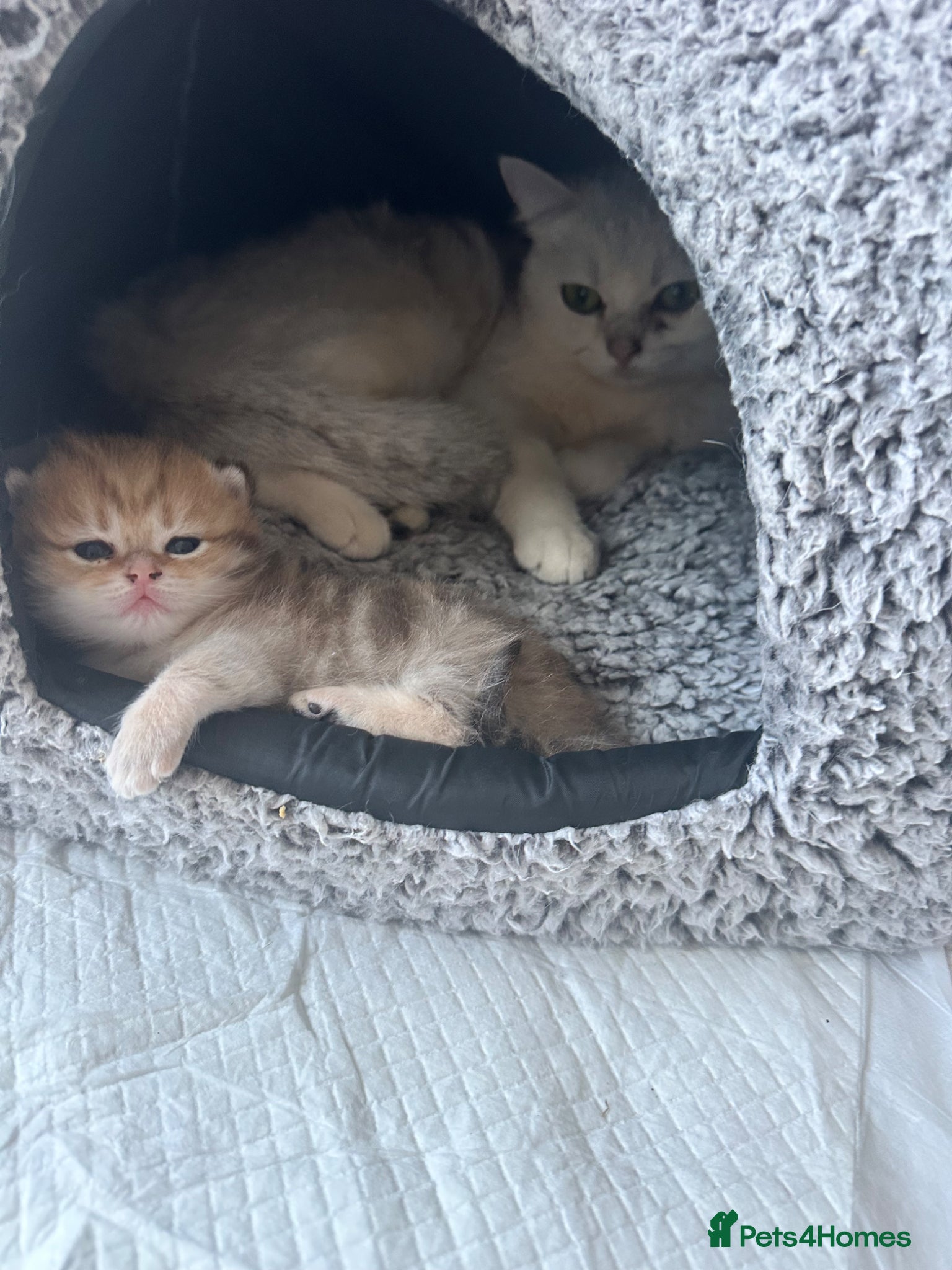 Scottish Fold cats Beautiful baby schotish girl kitten  - Advert 6