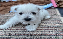 West Highland Terrier dogs for sale: 1 WESTiE BOY AVAILABLE!! - Image 14