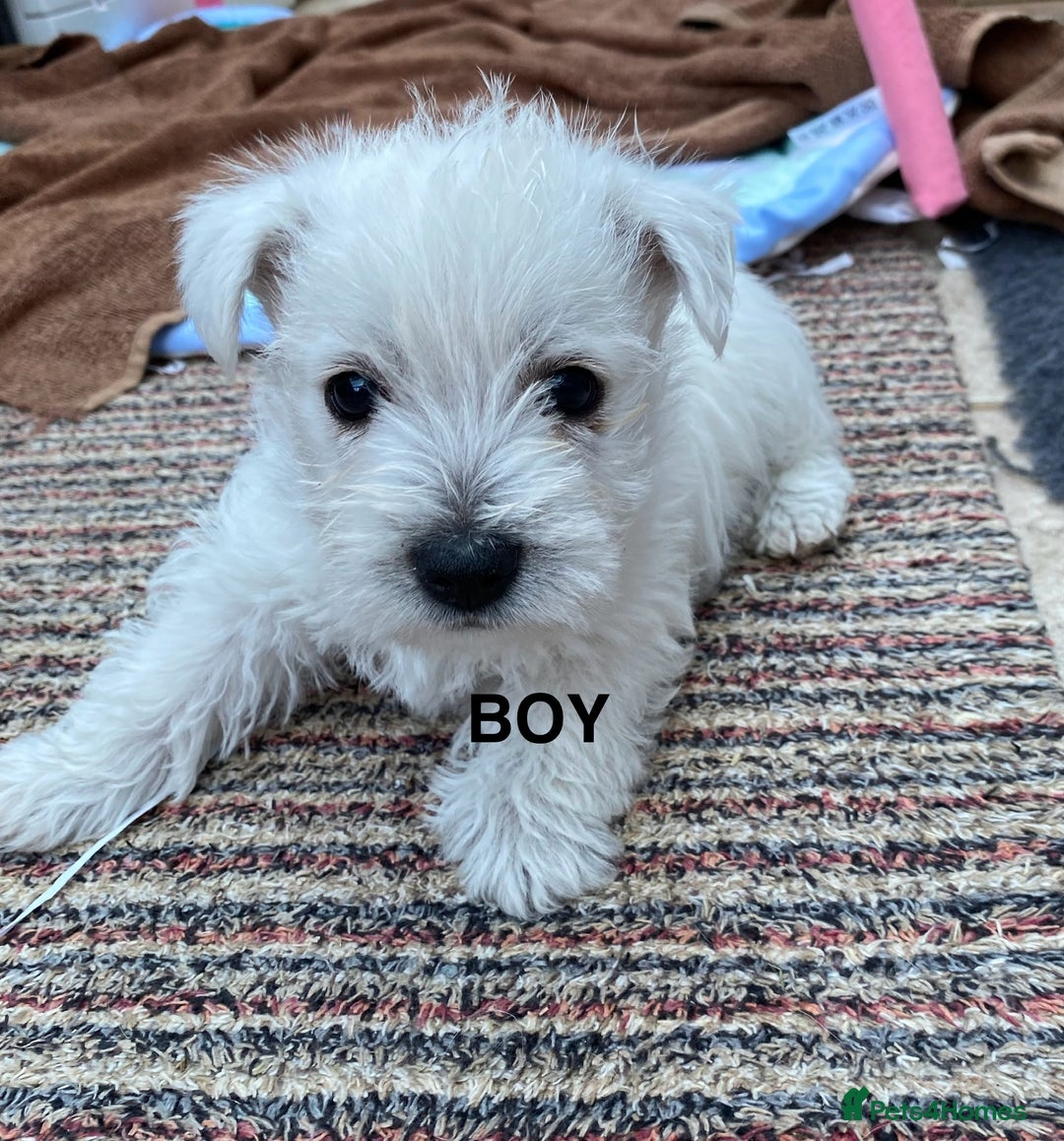 West Highland Terrier dogs for sale: 1 WESTiE BOY AVAILABLE!! - Image 14