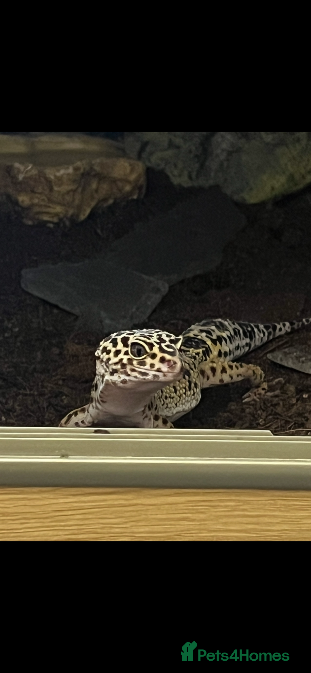 Gecko reptiles for sale: Leopard Gecko and Full enclosure ‼️ - Advert 6