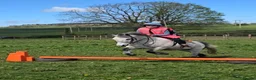 Irish Cob horses for sale: Welsh grey gelding 12hh bold, brave & safe - Advert 2
