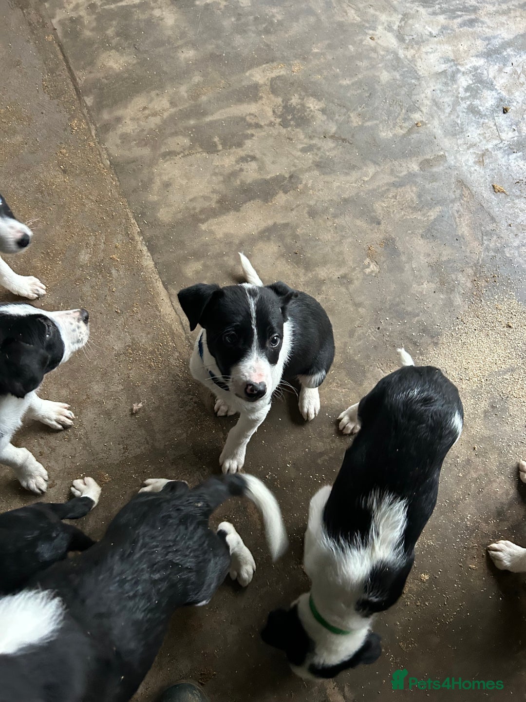 Border Collie dogs for sale: Working Border Collie puppies  - Advert 3