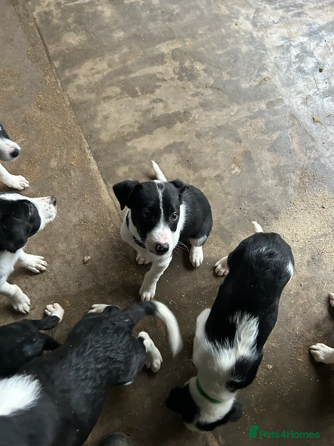 Border Collie dogs for sale: Working Border Collie puppies  - Advert 11