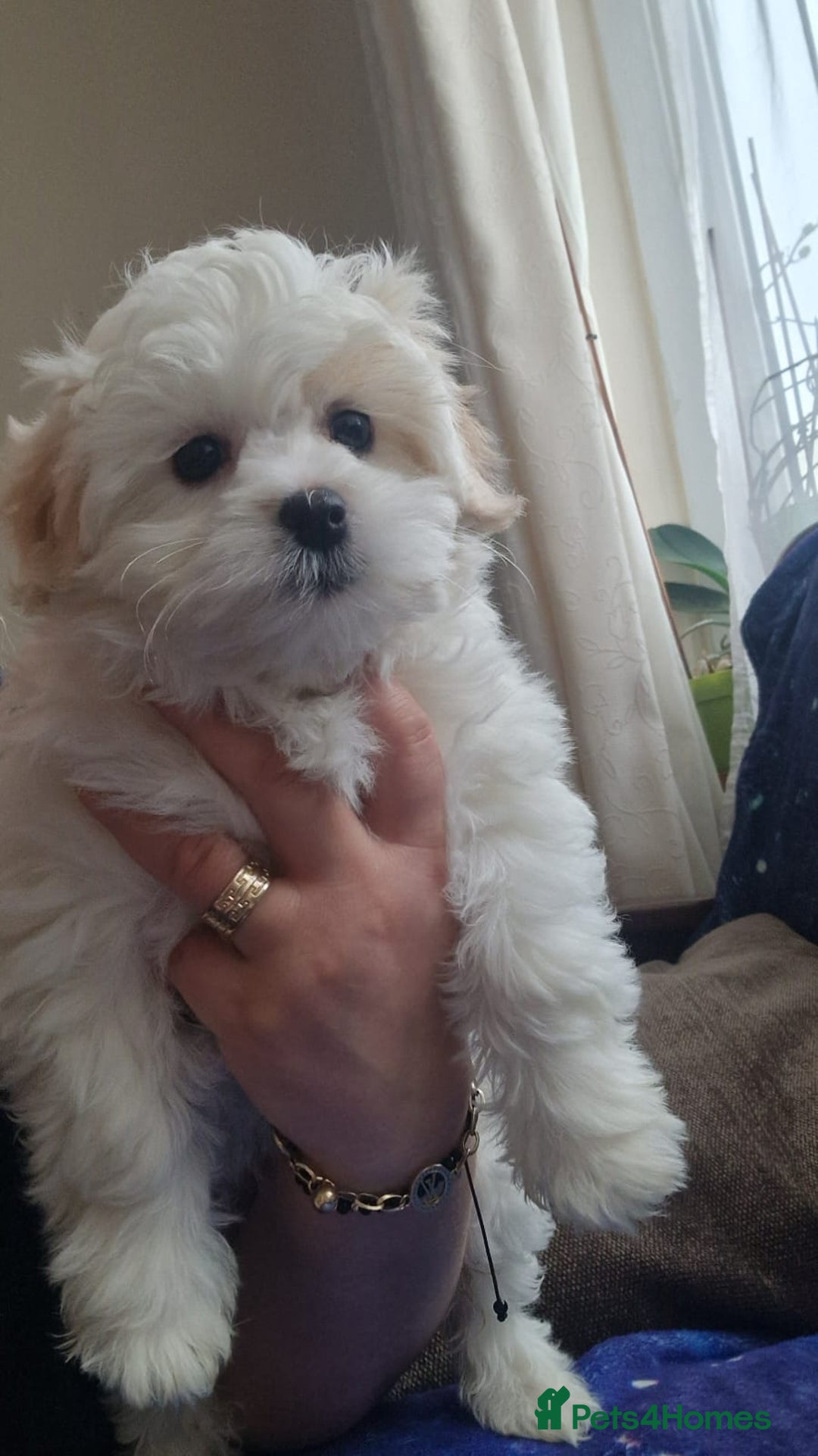 Havanese dogs for sale: Beautiful Bichon Puppies Available!  - Advert 10