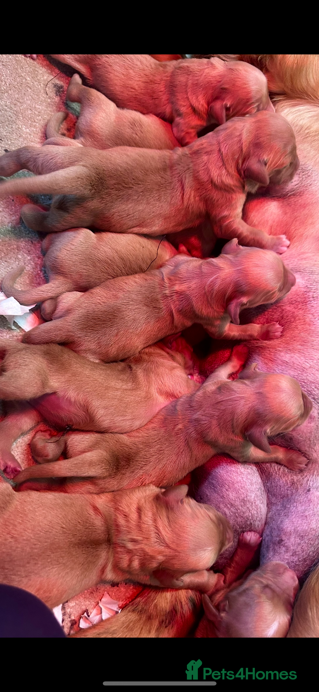 Golden Retriever dogs for sale: Fully health tested kennel club registered puppies - Image 10