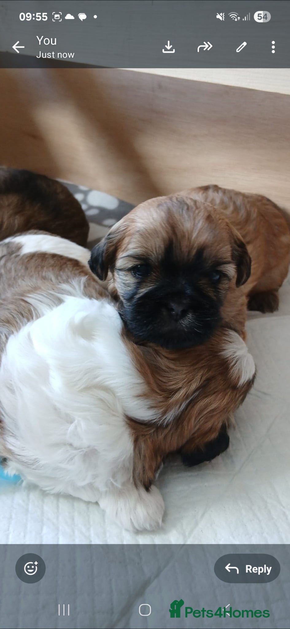 Shih Tzu dogs Beautiful Shih Tzu Girls - Advert 2