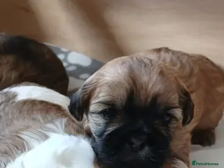 Shih Tzu dogs Beautiful Shih Tzu Girls - Advert 2