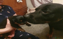 Mixed Breed dogs for sale: Beautiful Black Labrador/Rottweiler puppies - Image 3