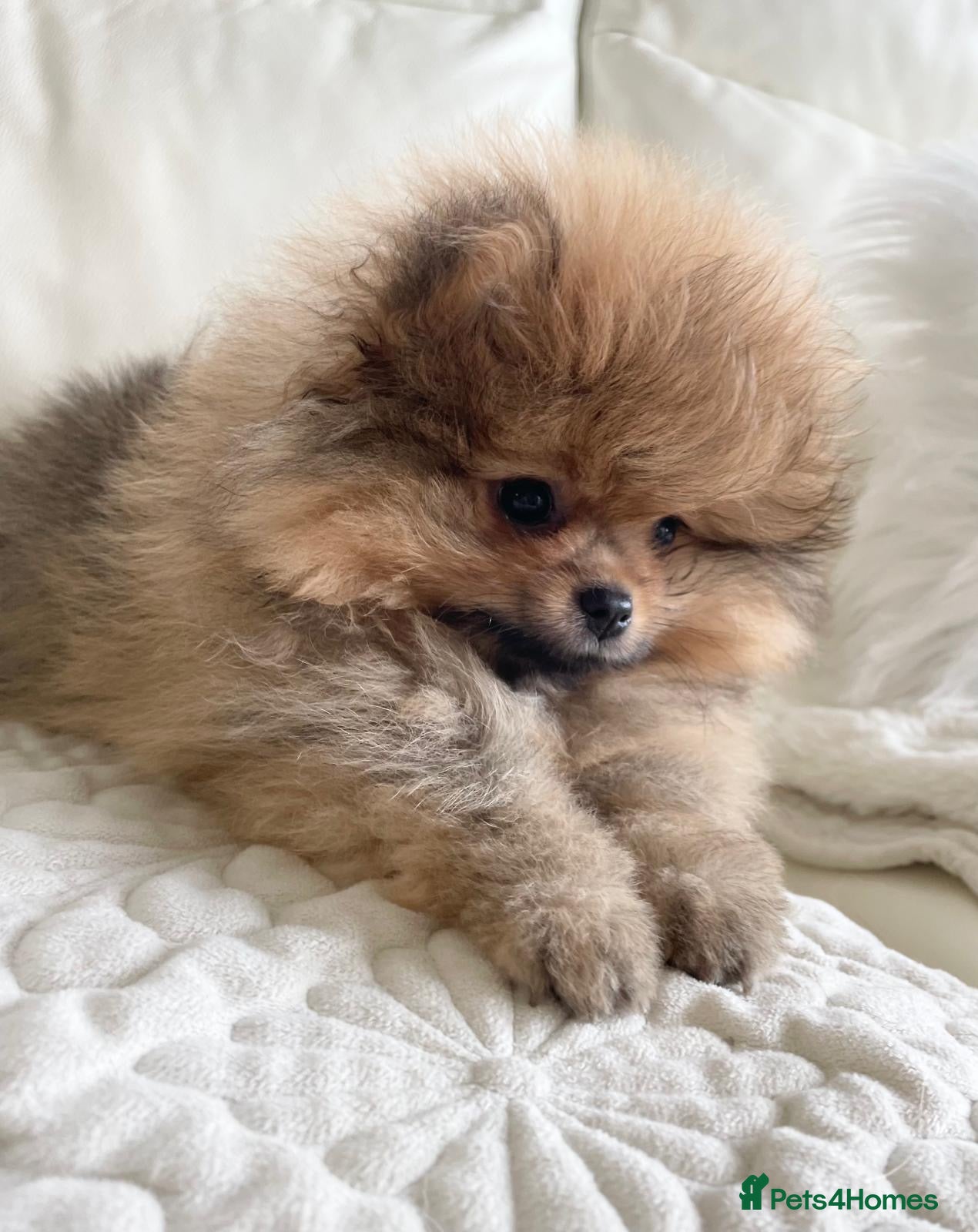 Pomeranian dogs READY NOW SUPER FLUFFY STUNNING KC BOY  - Advert 2
