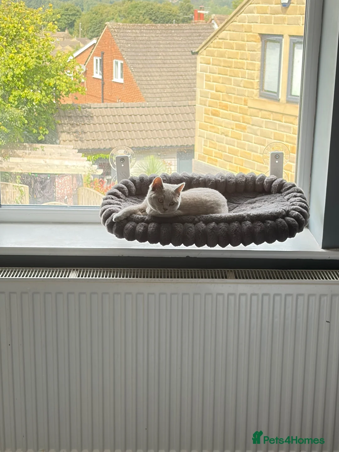 British Shorthair cats for sale: Last kitten ready now ❤️ - Advert 2