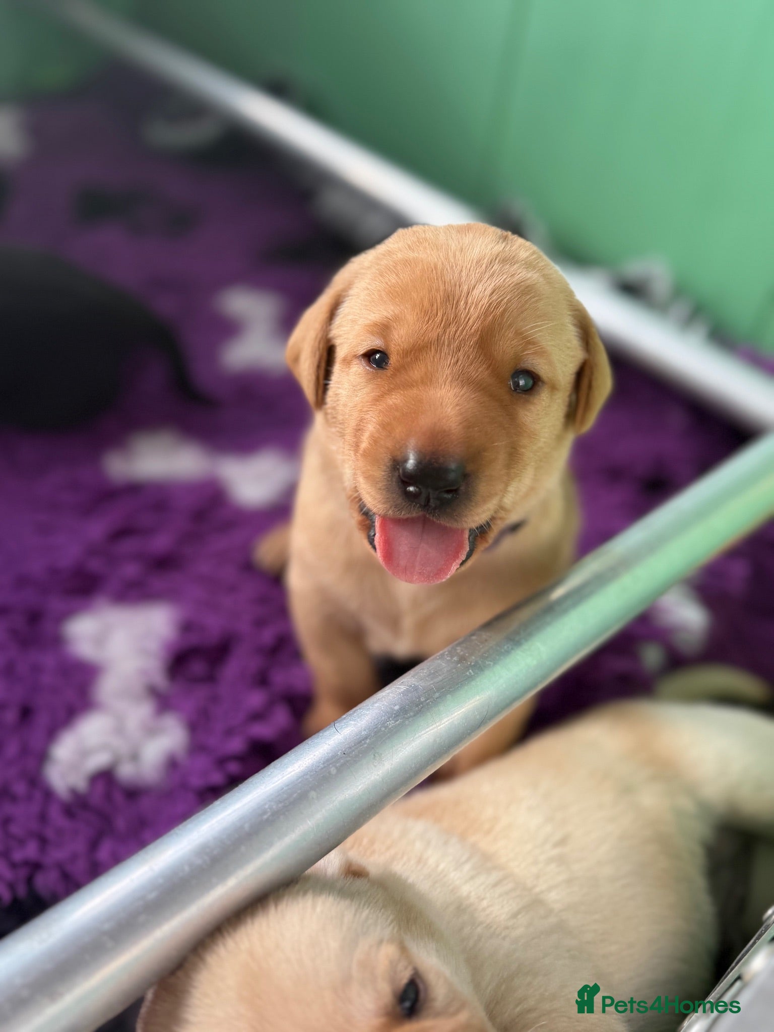 Labrador Retriever dogs Exceptional Health-Tested Purebred Labrador Puppys - Advert 1