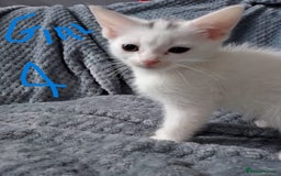 Mixed Breed cats for sale: KITTEN WHITE- MALE AND FEMALE BLACK BACK AND WHITE - Image 4