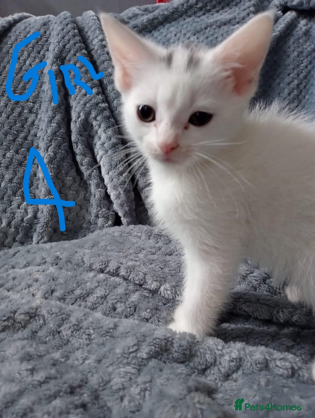 Mixed Breed cats for sale: KITTEN WHITE- MALE AND FEMALE BLACK BACK AND WHITE - Image 4