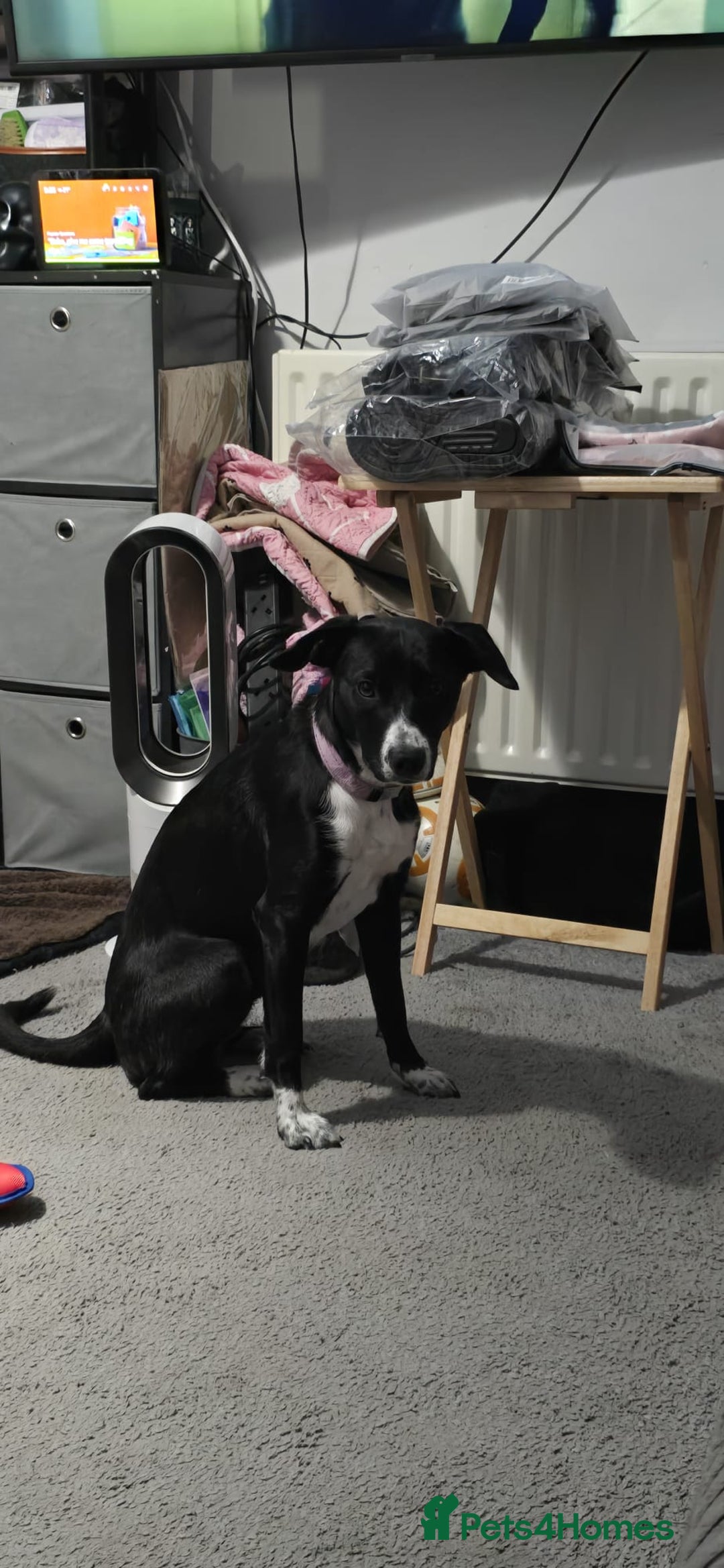 Mixed Breed dogs for sale: Beautiful 1 year old female dog  - Advert 9