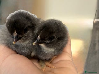 Chickens poultry - Advert 20