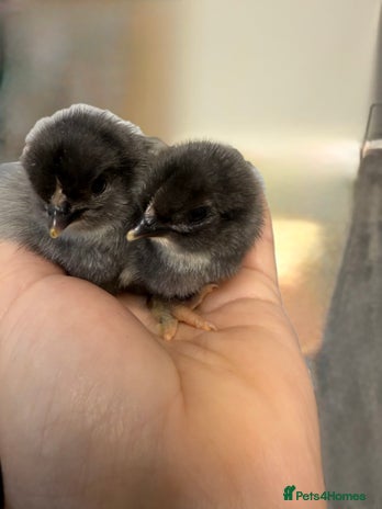 Chickens poultry - Advert 20