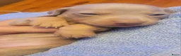 Miniature Dachshund dogs for sale: Miniature Dachshunds unusual colour ready 2nd Sept - Advert 24
