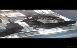 Mixed Breed cats for sale: 3 beautiful kittens left - Image 2