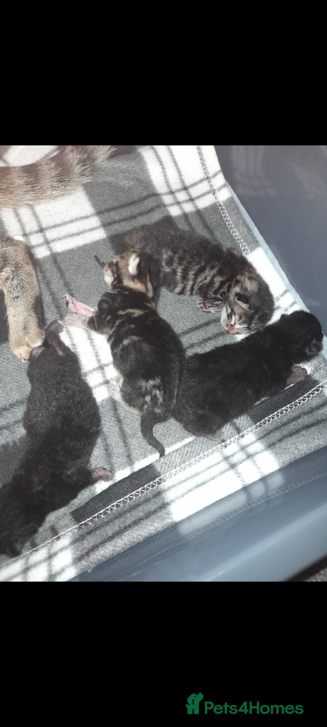 Mixed Breed cats for sale: 3 beautiful kittens left - Image 2