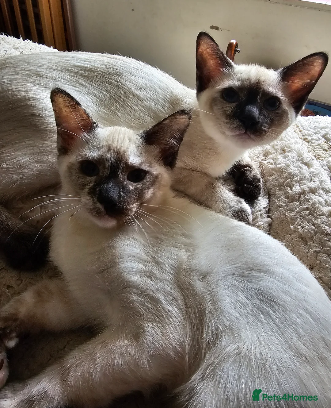 Siamese cats for sale: Siamese X Sphynx kittens - Advert 10