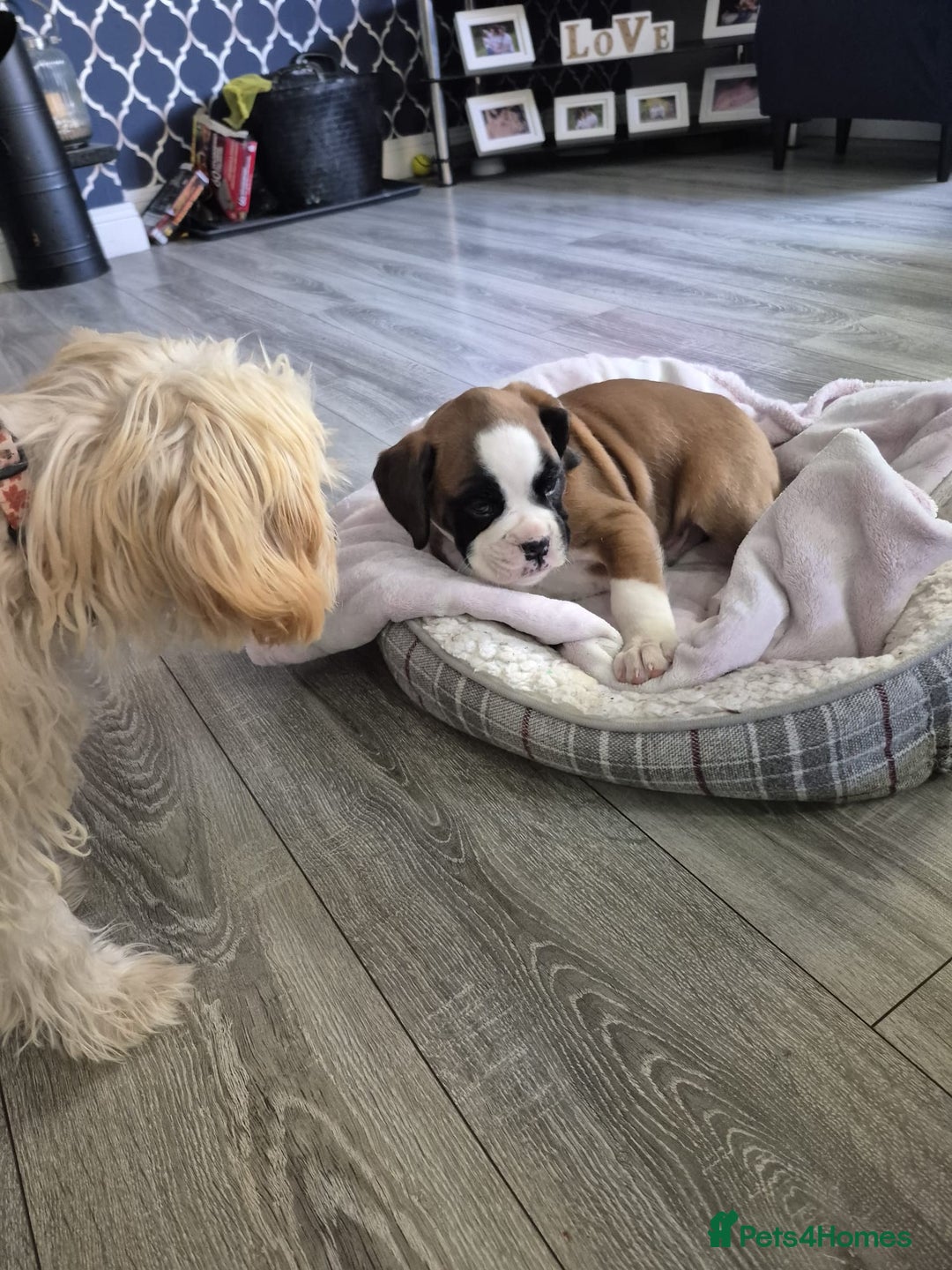 Boxer dogs for sale: KCR pups for sale  - Image 3