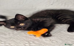 Scottish Fold cats for sale: Scottish straight x British short kittens  - Image 13