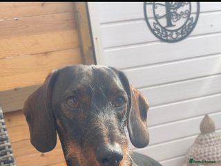 Dachshund dogs Tackle - Advert 1