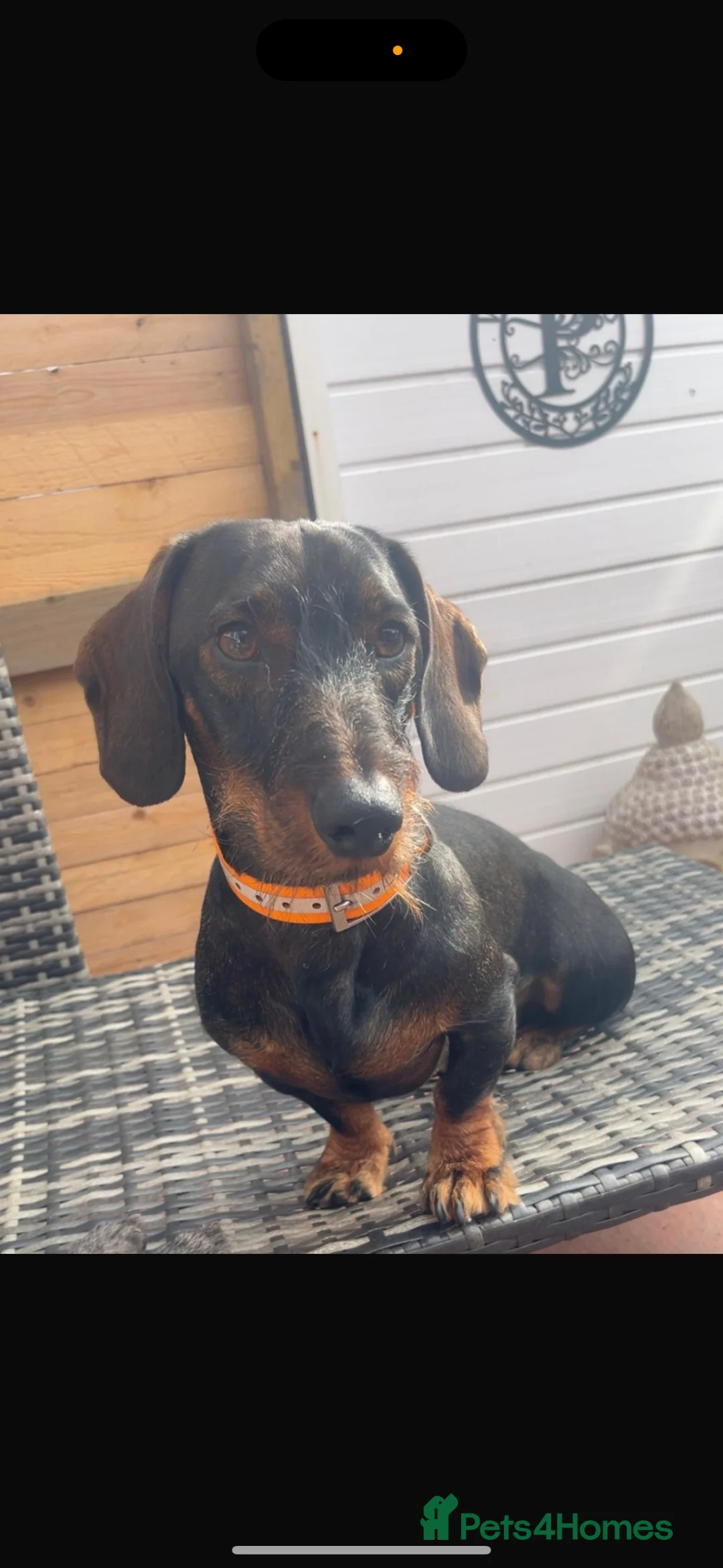 Dachshund dogs for stud: Tackle  - Advert 1