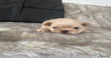 Shih Tzu dogs - Advert 8