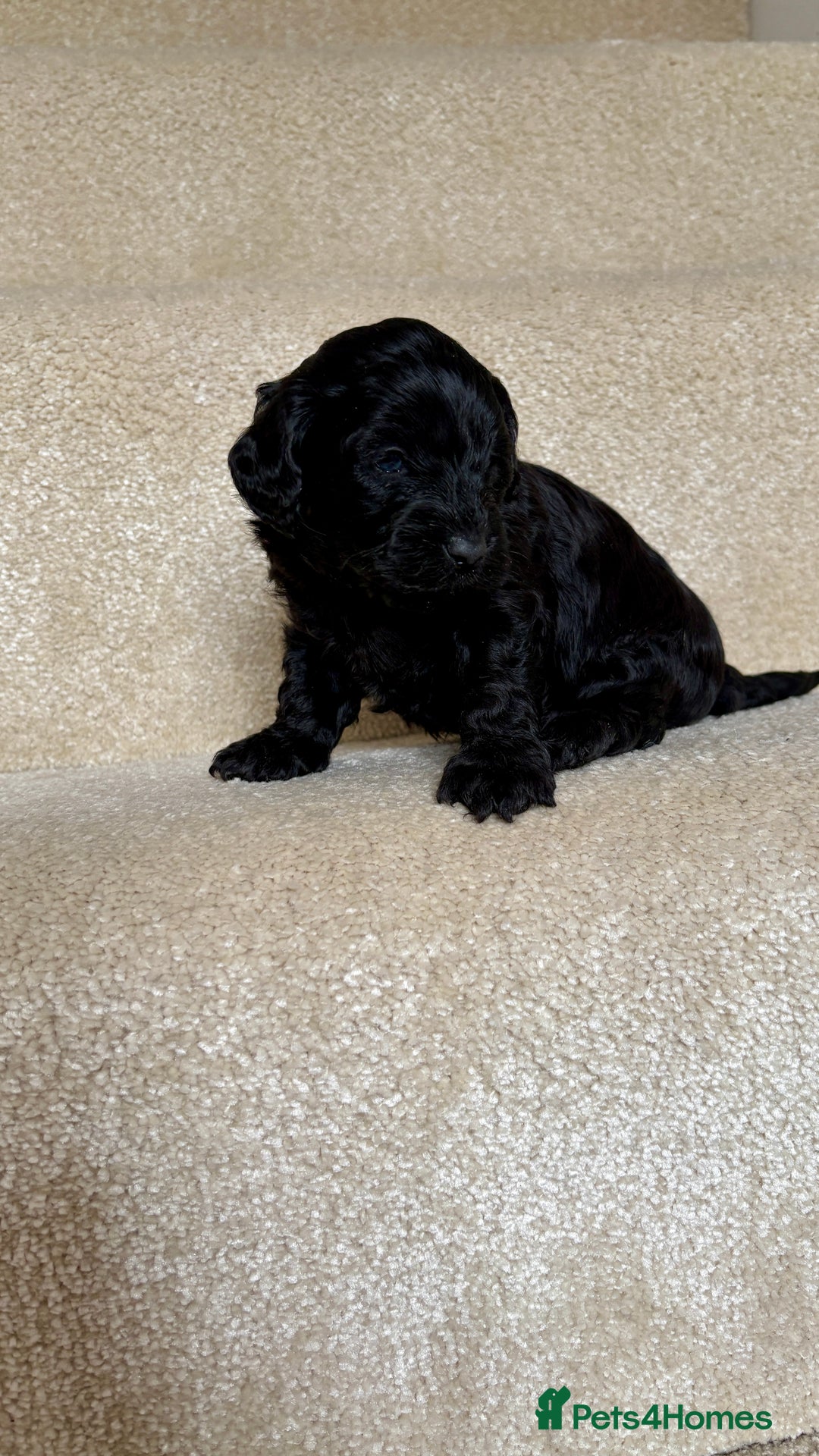 Lhasapoo dogs for sale: ***2 stunning lhasapoos ready this week*** - Advert 13