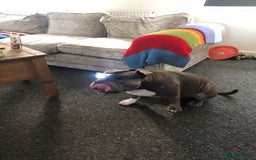 American Bully dogs for stud: Pocket bully for stud  - Image 11