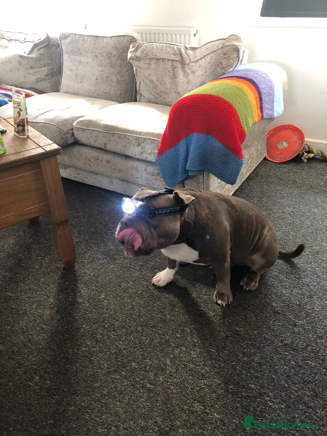 American Bully dogs for stud: Pocket bully for stud  - Image 11