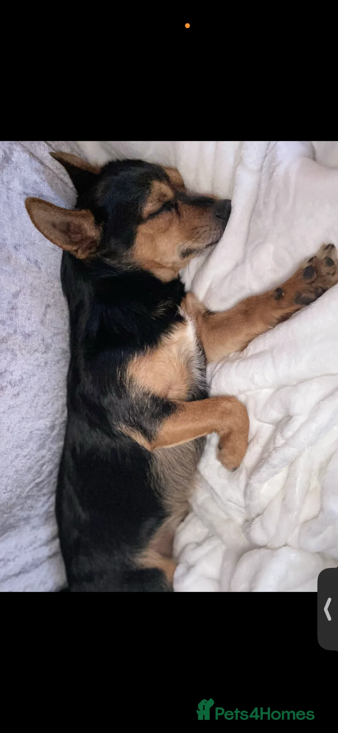 Mixed Breed dogs for sale: Monkey needs a loving home to grow old in  - Advert 4