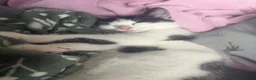 Mixed Breed cats for sale: 15 week kitten for sale.  - Advert 2