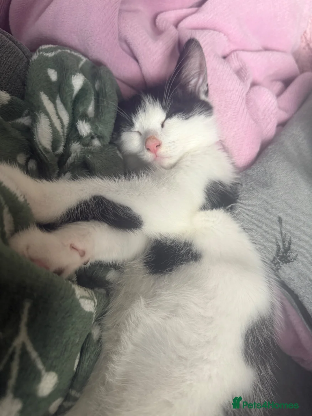 Mixed Breed cats for sale: 15 week kitten for sale.  - Advert 2