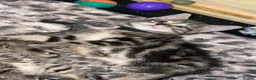 Mixed Breed cats for sale: Beautiful kittens for sale!  - Advert 34