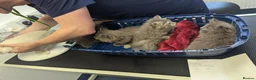 Ragcoon cats for sale: Ragdoll X Maine coon (ragcoon) in Dundee - Advert 16