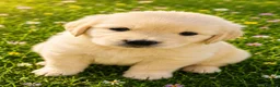 Golden Retriever dogs for sale: EXTENSIVELY HEALTH TESTED INTERNATIONAL PEDIGREE - Advert 3