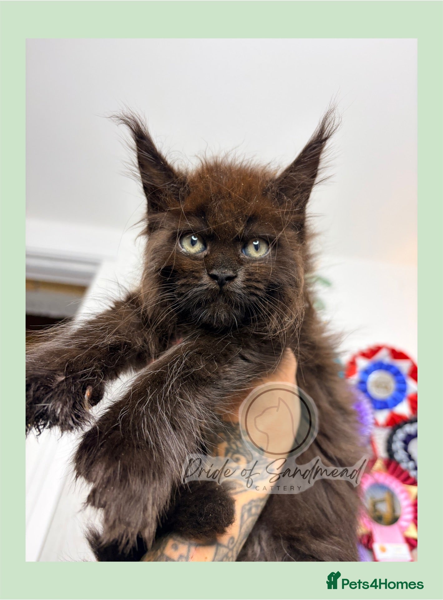 Maine Coon cats Family Raised Russian Maine Coons  - Advert 2