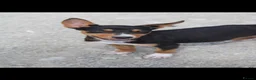 Australian Kelpie dogs for sale: Beautiful kelpie puppies for sale - Advert 3