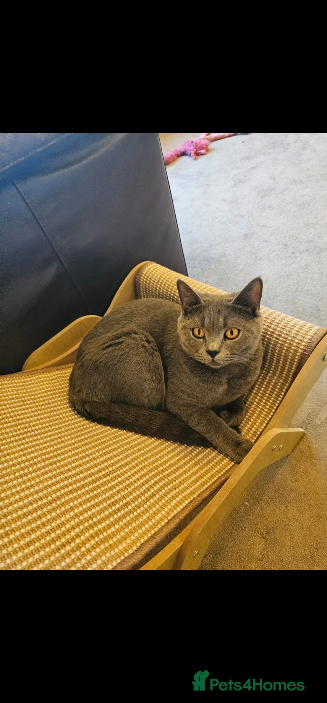 British Shorthair cats for sale: Beautiful British Shorthair Kittens - Advert 7