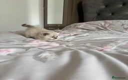 Ragdoll cats for sale: Purebred bluepoint ragdolls - Image 9