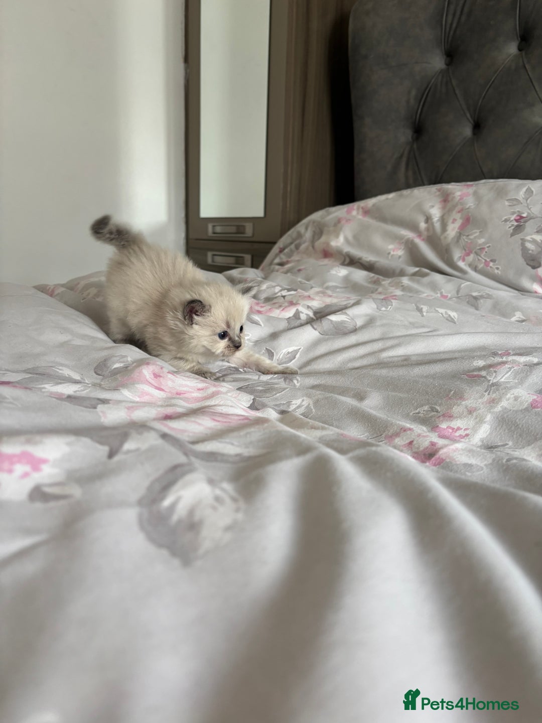 Ragdoll cats for sale: Purebred bluepoint ragdolls - Image 9