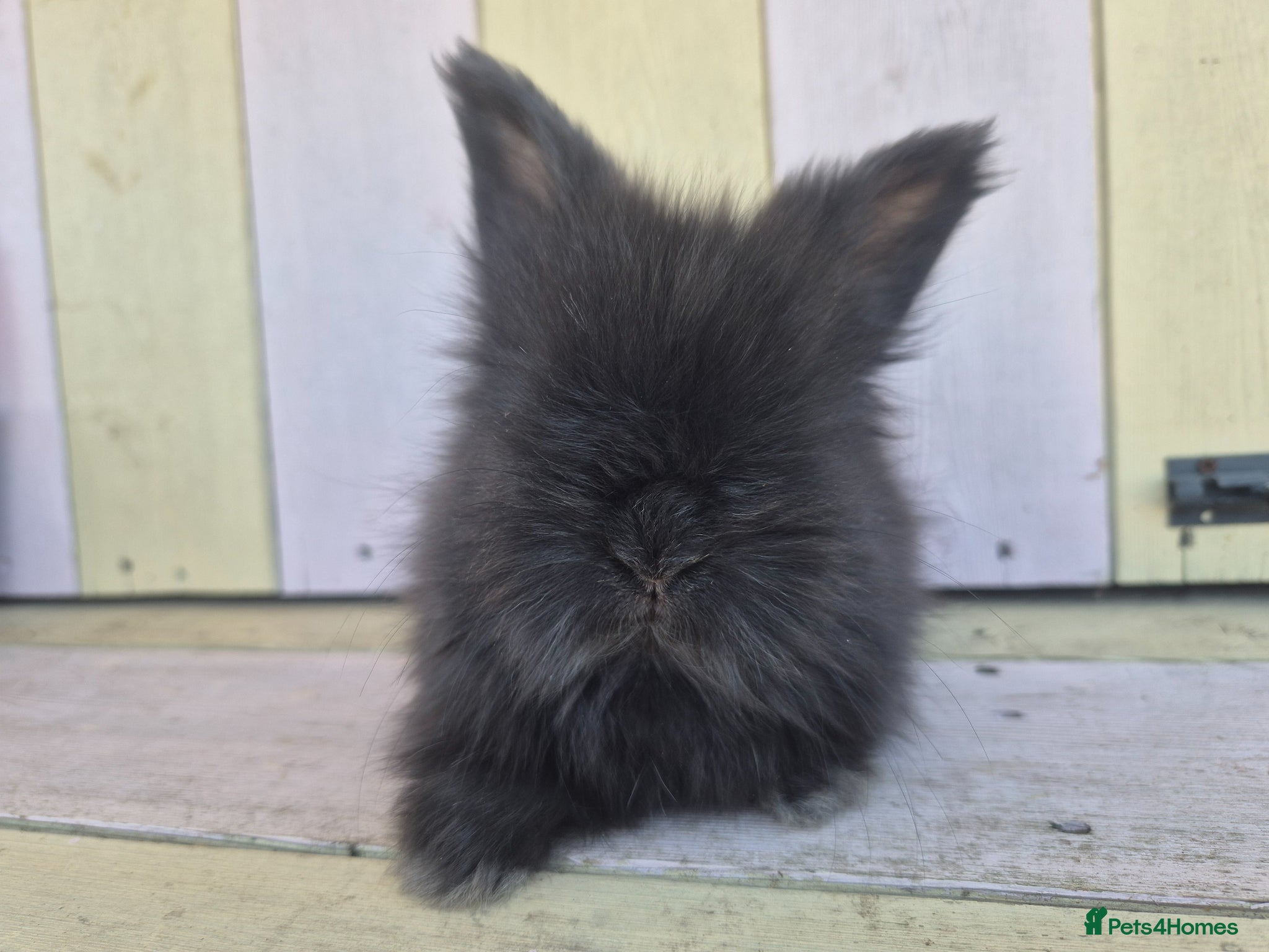 Angora rabbits 🩷 Angora babies-parents imported from🇫🇷  - Advert 2