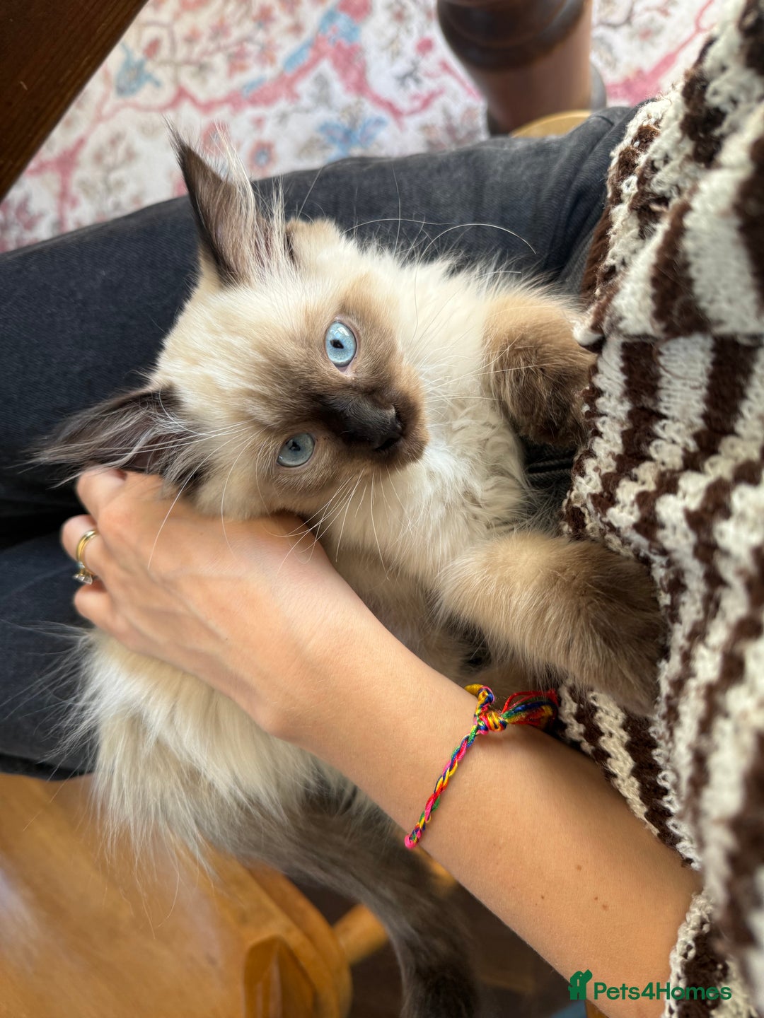 Ragdoll cats for sale: Ragdoll Boy for Rehoming - Advert 8